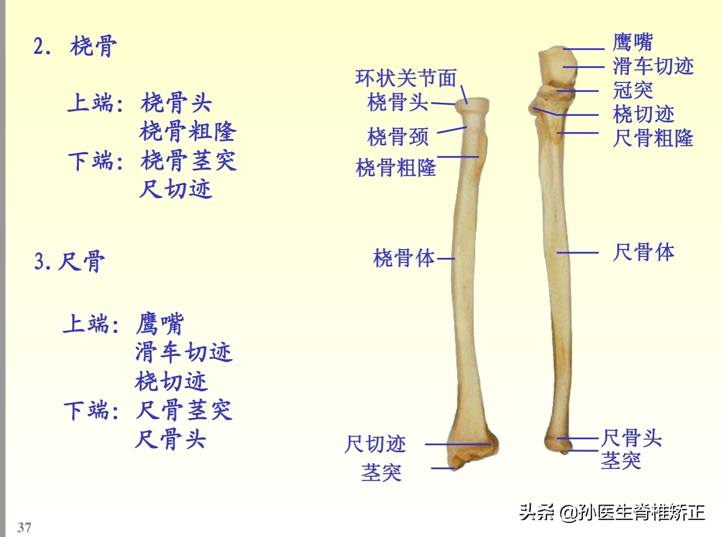 解剖学基础ppt完整版,人体系统解剖学ppt完整版