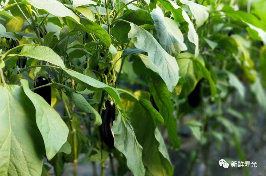 寿光这种“垃圾”火大了!它让纪台吕一村的全体菜农如获至宝