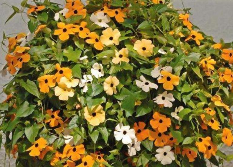 5种花是“爬墙高手”,多见光,别缺水,半年长成“花瀑布”
