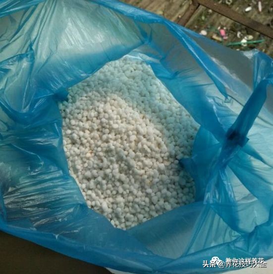 绿萝成灾的最佳方法,家里的绿萝也需要养护和管理