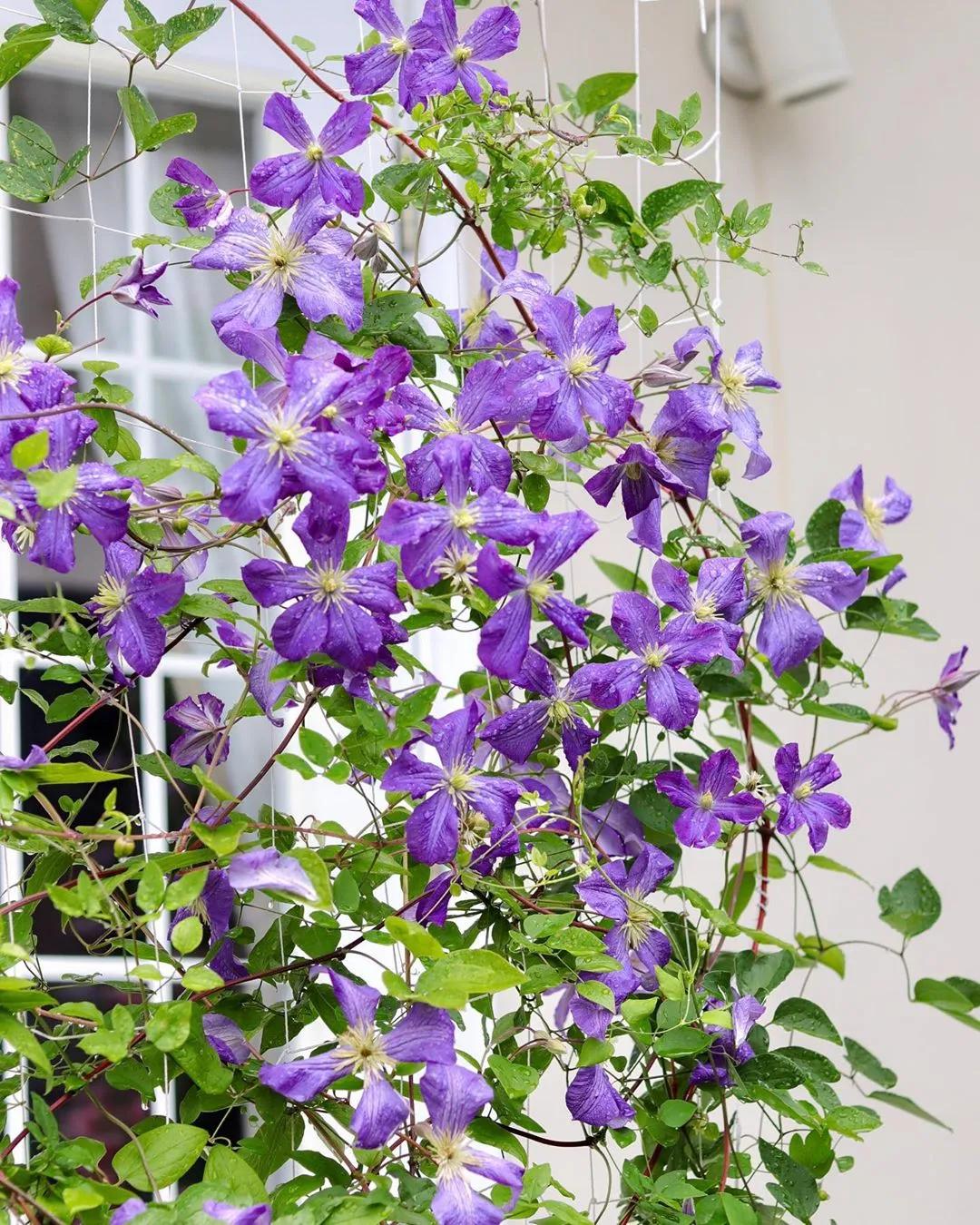 藤本植物皇后铁线莲,藤本皇后铁线莲品种