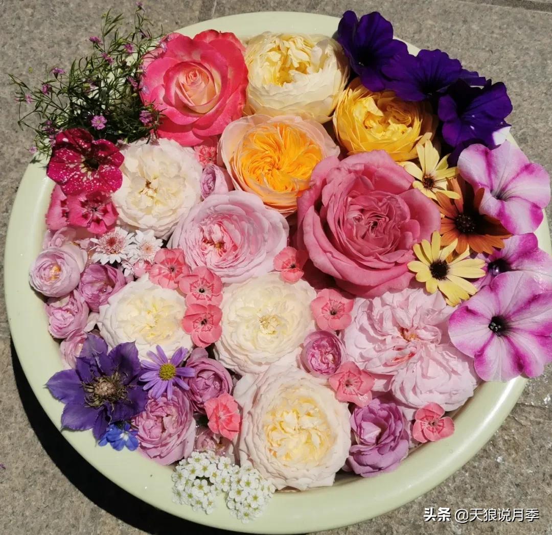 花友家的春花都开爆爆爆了，快来云赏花！（上）