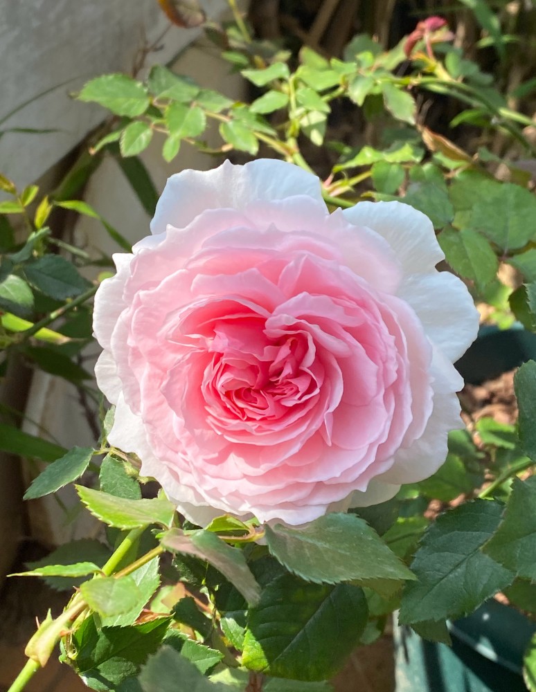 嫁接月季春季枯枝怎么回事,月季不萌芽的枯枝可以修剪吗