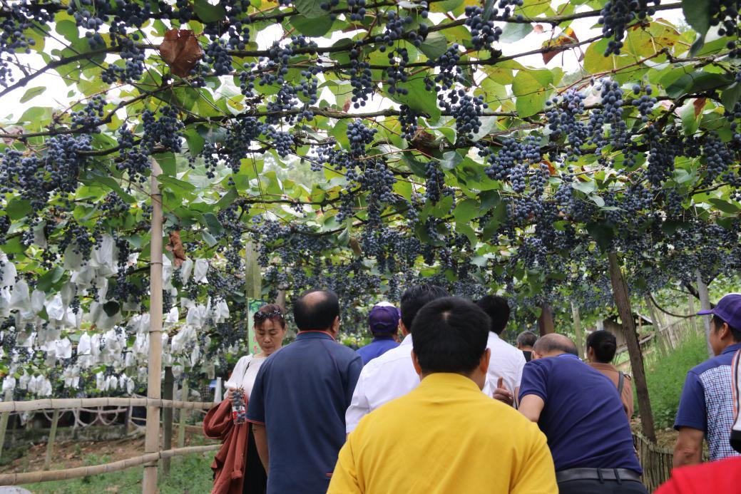 电商扶贫为农特产品拓宽销路,农产品上行的电商扶贫