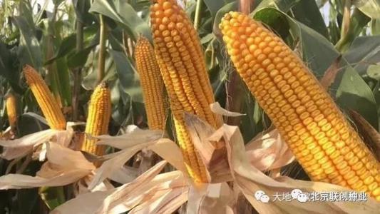 抗倒大棒高产的玉米品种介绍,大棒高产玉米品种