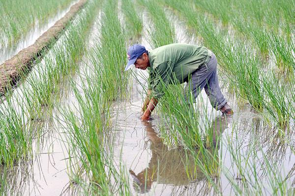 荸荠病虫害的防治技术,荸荠怎样管理才能高产大个