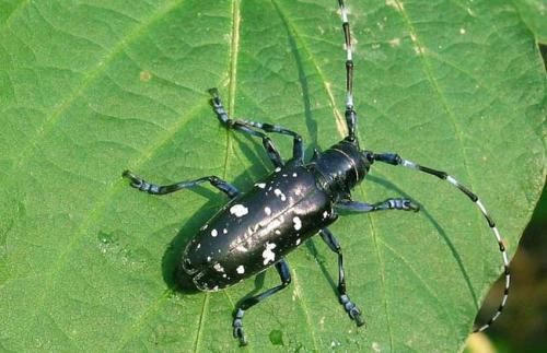 蛀干害虫天牛的生活习性,天牛蛀干害虫还会危害叶片么