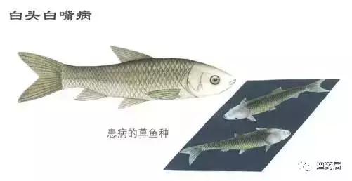 淡水白鳗病怎么治,鱼苗白嘴病的治疗