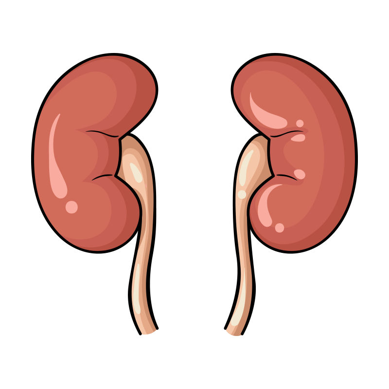 人缺失一个肾有什么副作用,缺少器官能活多久