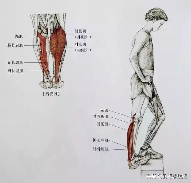 打羽毛球防止腿变粗,打羽毛球前后拉伸动作防止腿变粗