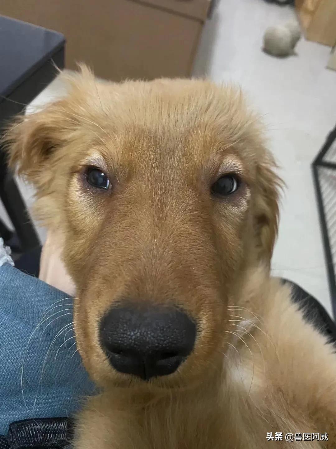 犬肺水肿治疗方法,一例犬急性肾衰竭的诊治