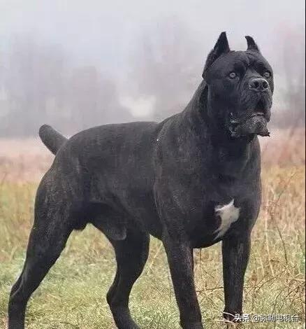 女子报警说家门口有恶犬,女子报警家门口有恶犬