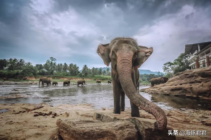 斯里兰卡旅游必购物品图片,斯里兰卡旅游商品