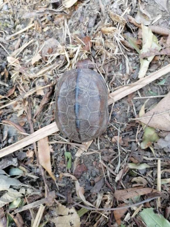 甲鱼被晒死,甲鱼在河里会冻死吗