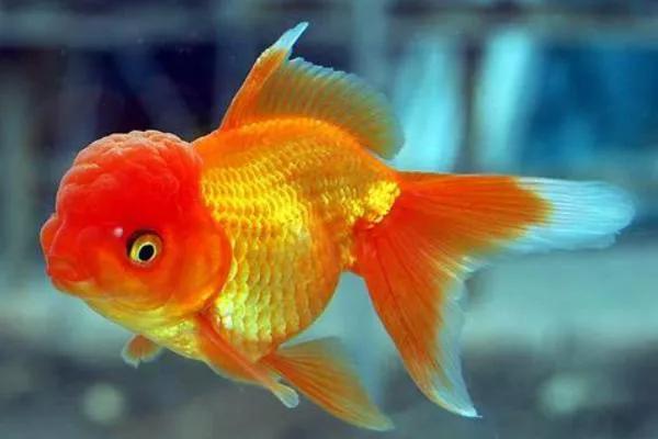 整理箱养兰寿金鱼饲养技巧,兰寿金鱼怎么饲养长得快