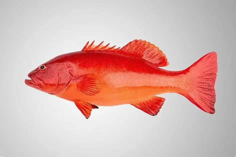 石斑鱼溶藻弧菌怎么治疗,石斑鱼主要病害