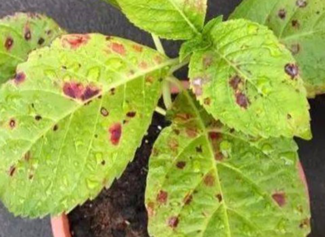 绣球4月中旬如何养护,绣球养护方法和注意事项