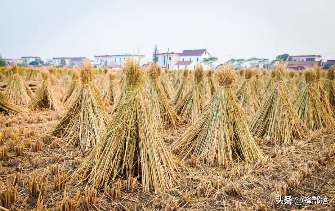 农村补贴包括哪些项目,农村创业国家补贴项目有哪些条件