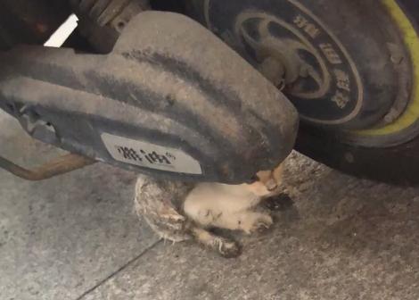 救助流浪猫被粘鼠胶,流浪猫粘鼠板救猫