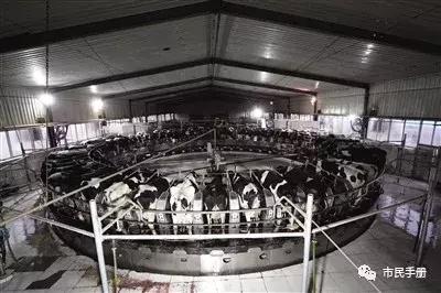 圣牧高科全程有机奶,圣牧高科天赋之旅