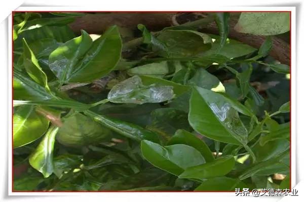 柑橘病虫害识别软件,天天学农柑橘病虫害