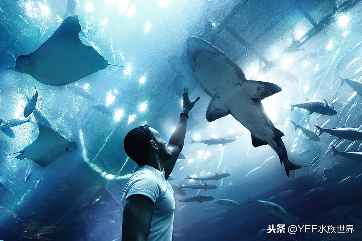 怕什么来什么，鱼在秋冬季得肠炎怎么办？