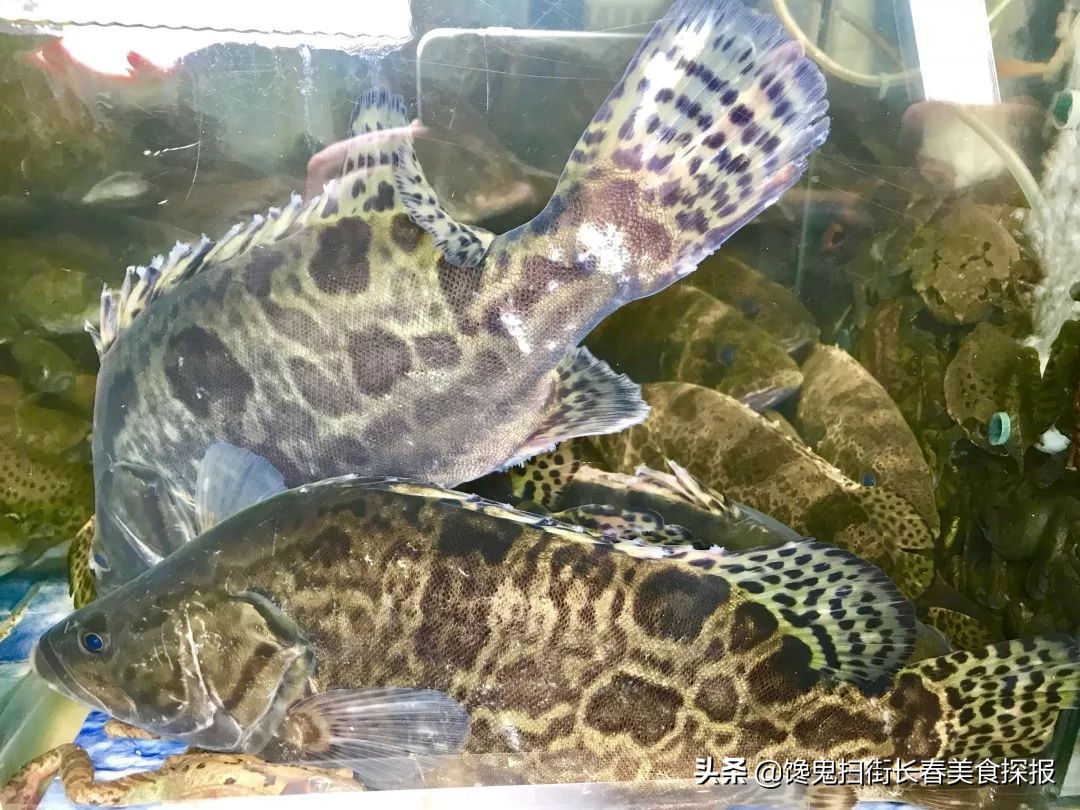 长春十个必去的经典馆子,长春市有哪些好吃的馆子