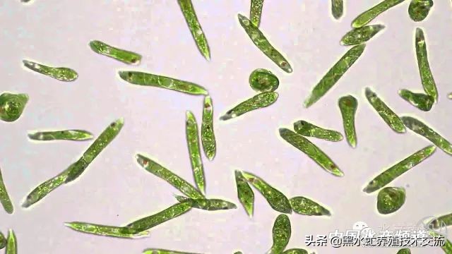 水产藻类大全图片,水产藻类知识大全