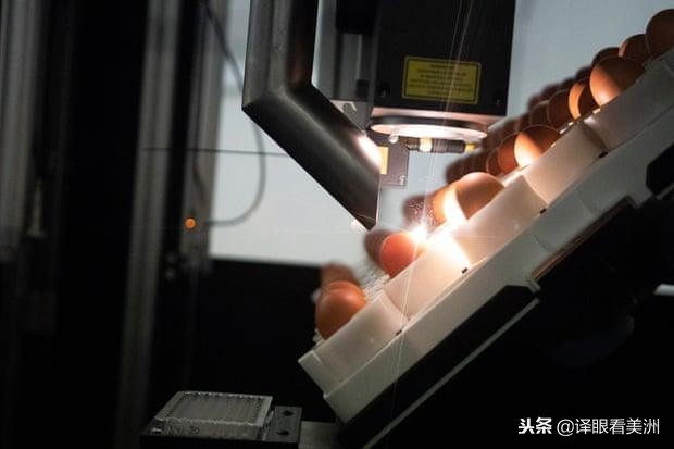 杀鸡也取不出卵？因“性别歧视”被杀的小鸡，最新研究解救鸡生