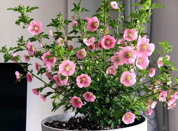 洋葱能做盆景吗,如何用洋葱做盆景