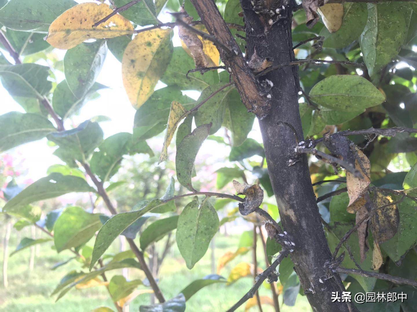 盆栽紫薇叶片发黄落叶是什么原因,紫薇叶子有白灰怎么回事