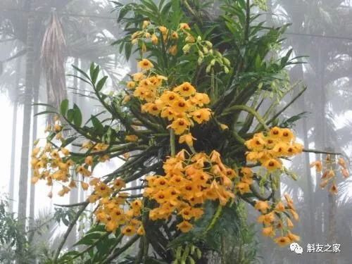 石斛兰最受不了的那种水！涨知识了