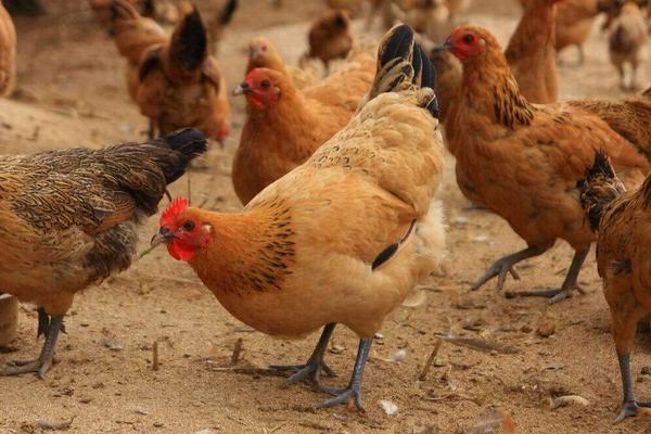 蛋氨酸的作用在饲料中的作用,蛋氨酸主要成分