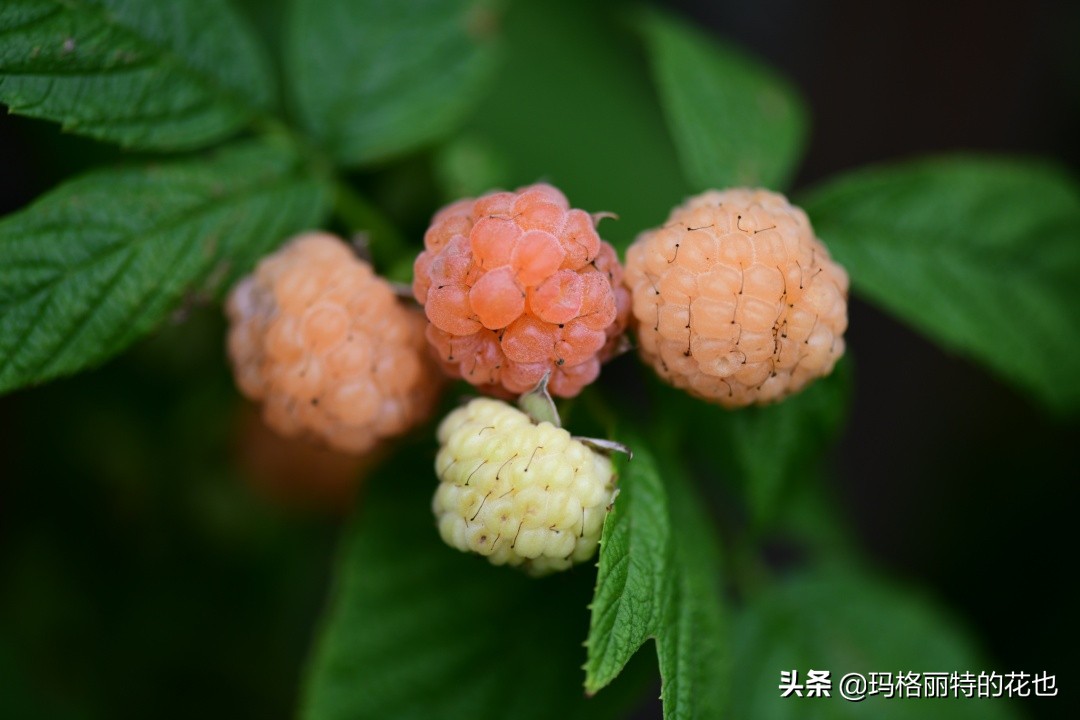花园里种树莓吗,树莓在庭院里如何种植