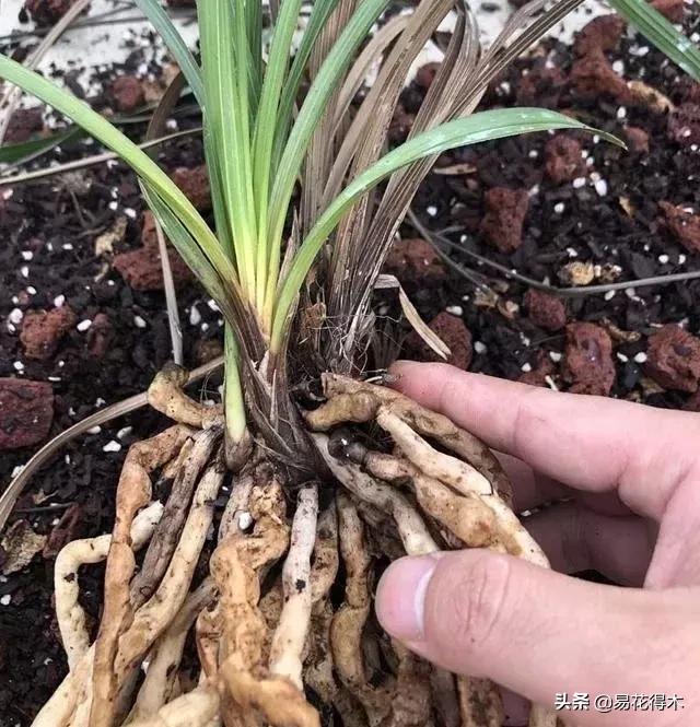 怎样预防兰花得软腐茎腐病,兰花如何预防软腐病和茎腐病