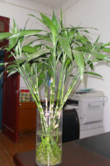 富贵竹长得又细又高怎么修剪,富贵竹长得太细太高怎么剪