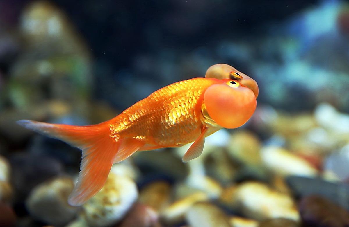 观赏鱼身上长出黑斑是怎么回事,观赏鱼身上起黑斑是怎么回事