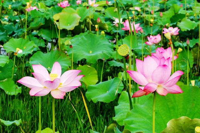 盛夏来一场赏荷盛宴