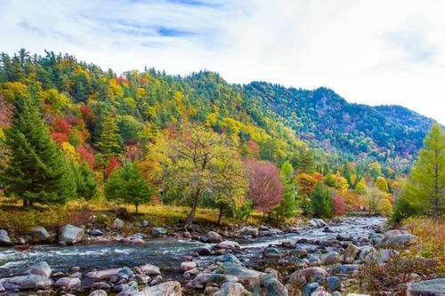 东北林场趣闻轶事,东北林场的趣事
