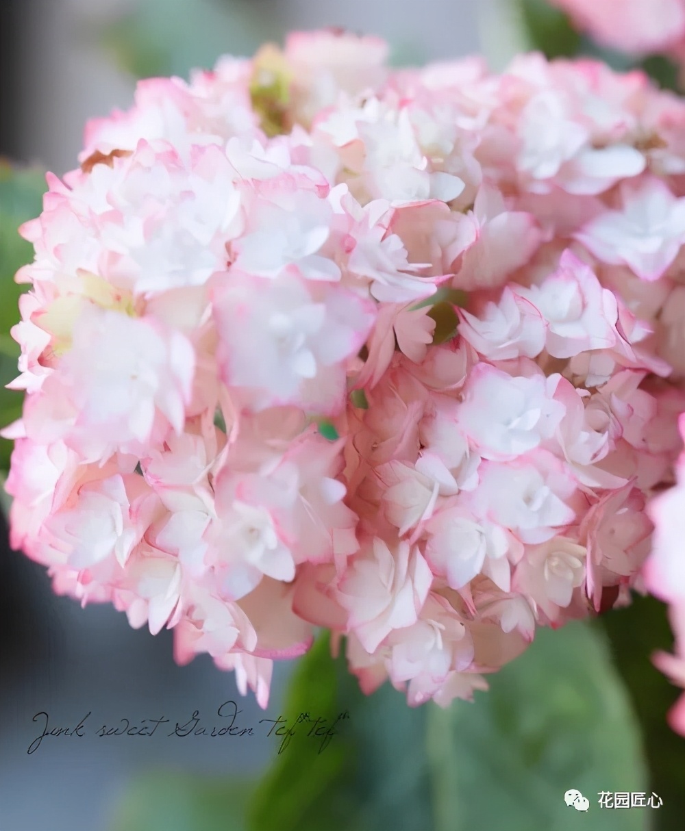 最漂亮的十种绣球,最省心的绣球