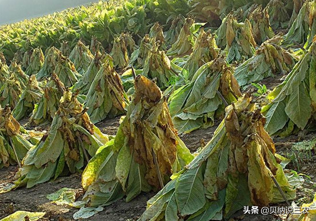 西瓜育苗苗床可以覆盖塑料薄膜吗,育苗苗床上面可以铺塑料薄膜