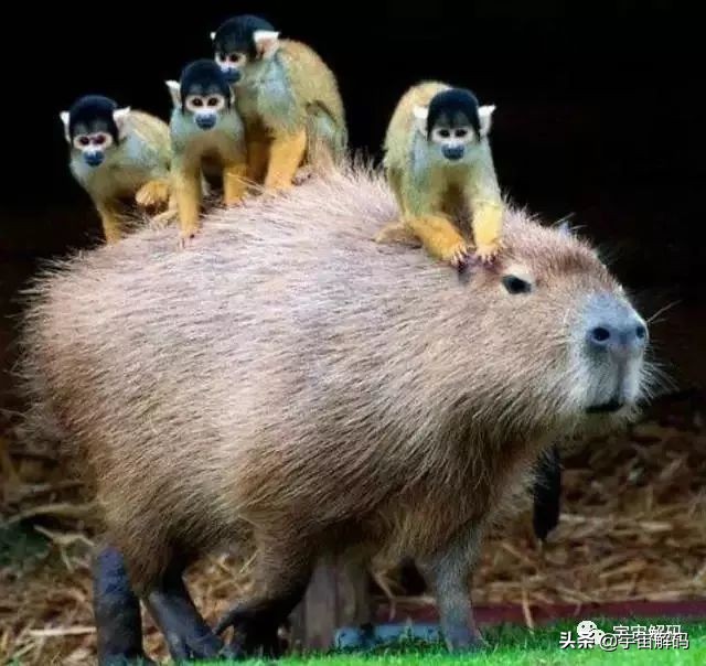 这些动物小时候太可爱简直萌化了,世界十大最受欢迎的动物