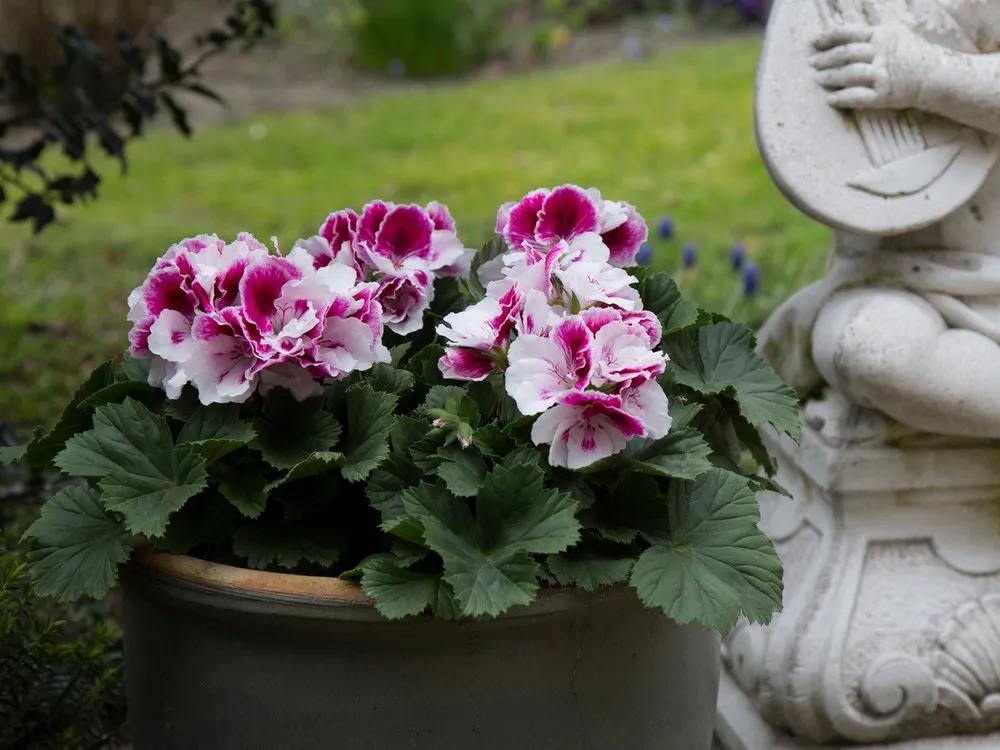 这43个来自世界各地的新品种，快来看看有没有你的菜