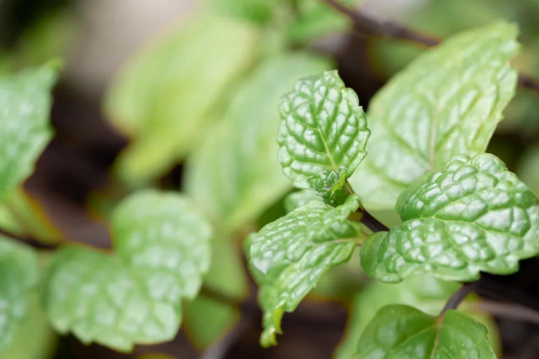 秋天泡脚养生效果不比吃补药差,中草药泡脚与热水泡脚