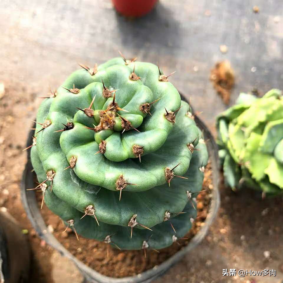 球状螺旋多肉植物,螺旋天伦柱多肉植物图片