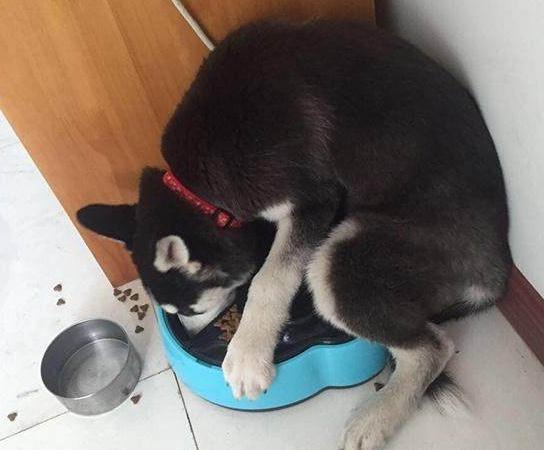 狗狗为保护主人而咬伤别人犯法吗,狗狗护食咬主人怎么办如何纠正