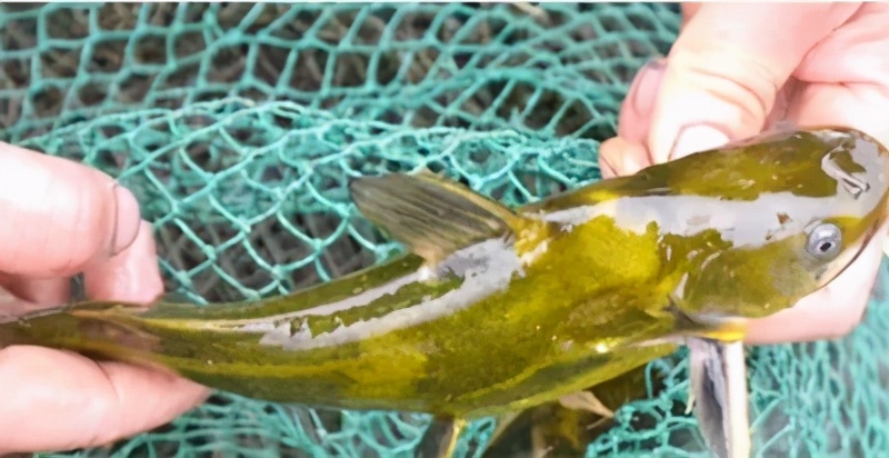 黄颡鱼不同原因的腹水症状,黄颡鱼肥水困难的原因