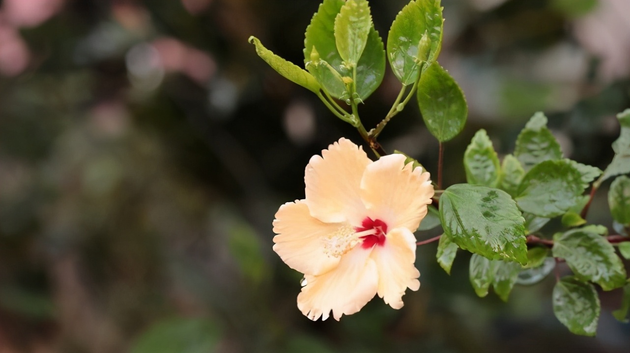 世界上最好吃的水果盆栽,世界上最好吃的花排名