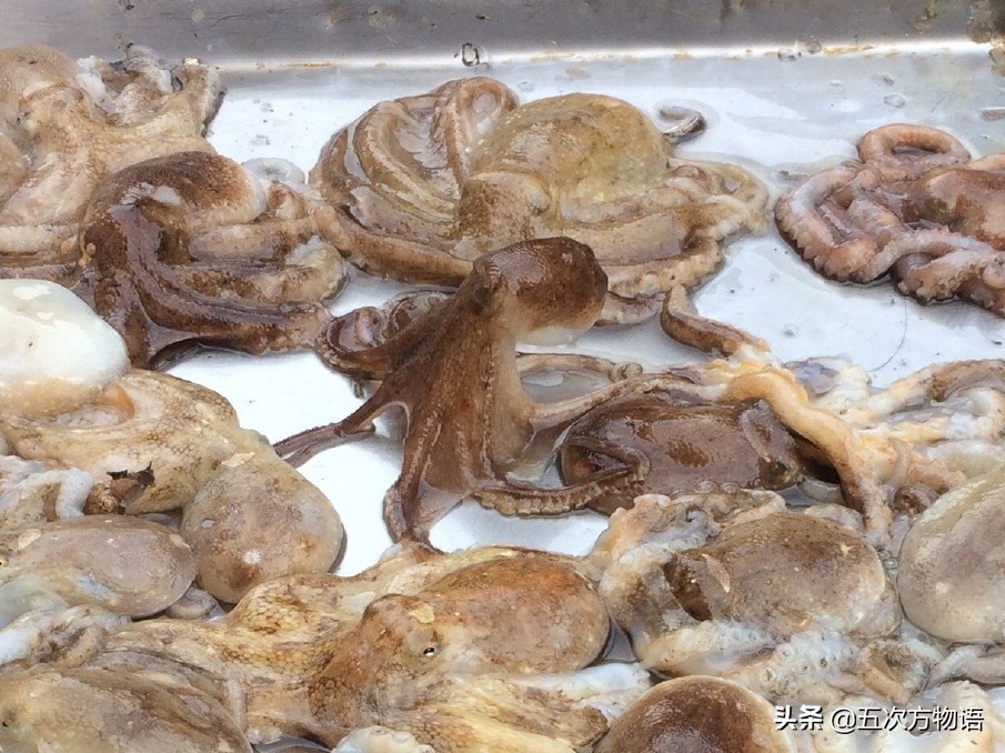 青岛八带馄饨,青岛八带海鲜