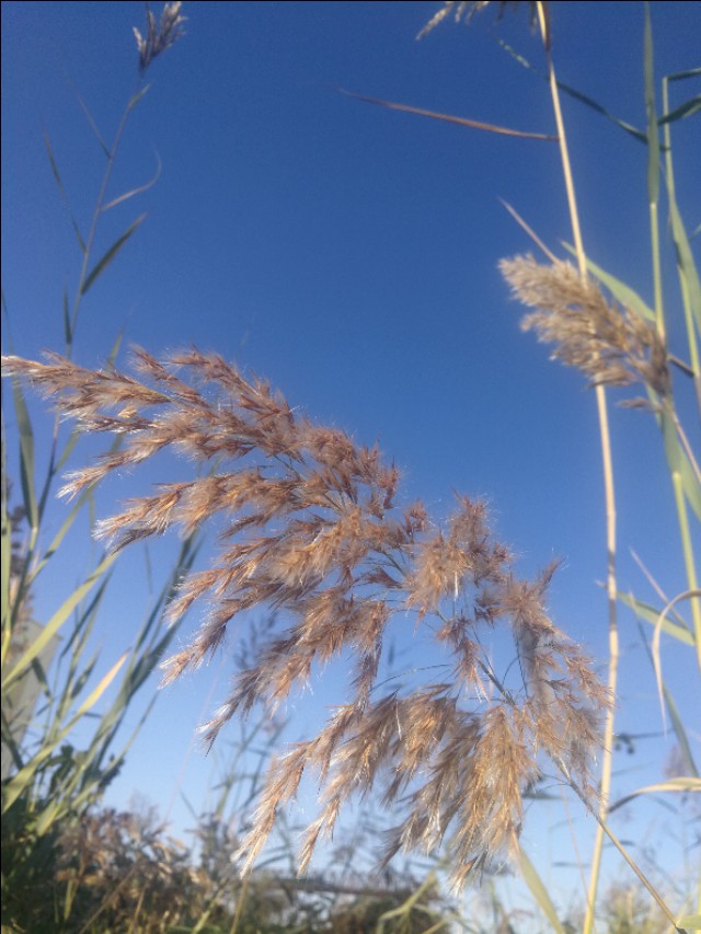 散文姥姥去世,散文姥姥原创